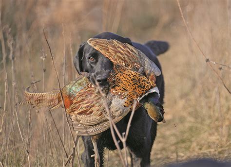 nys pheasant stocking.